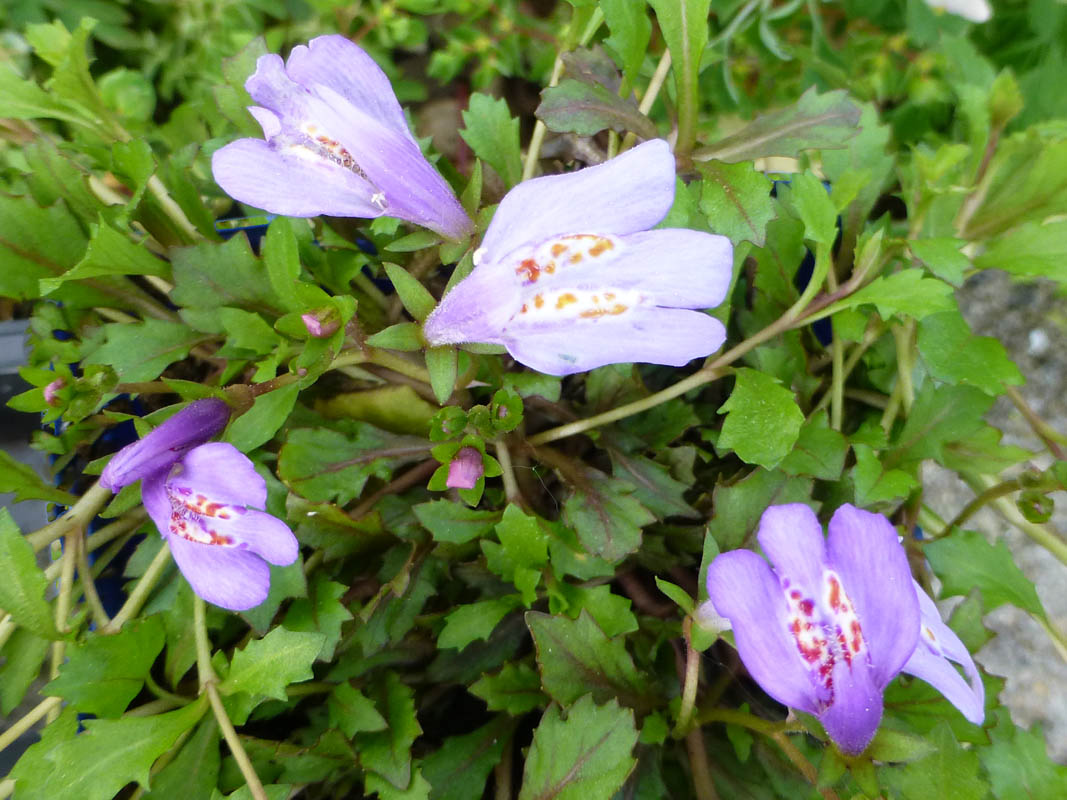 Mazus reptans photo